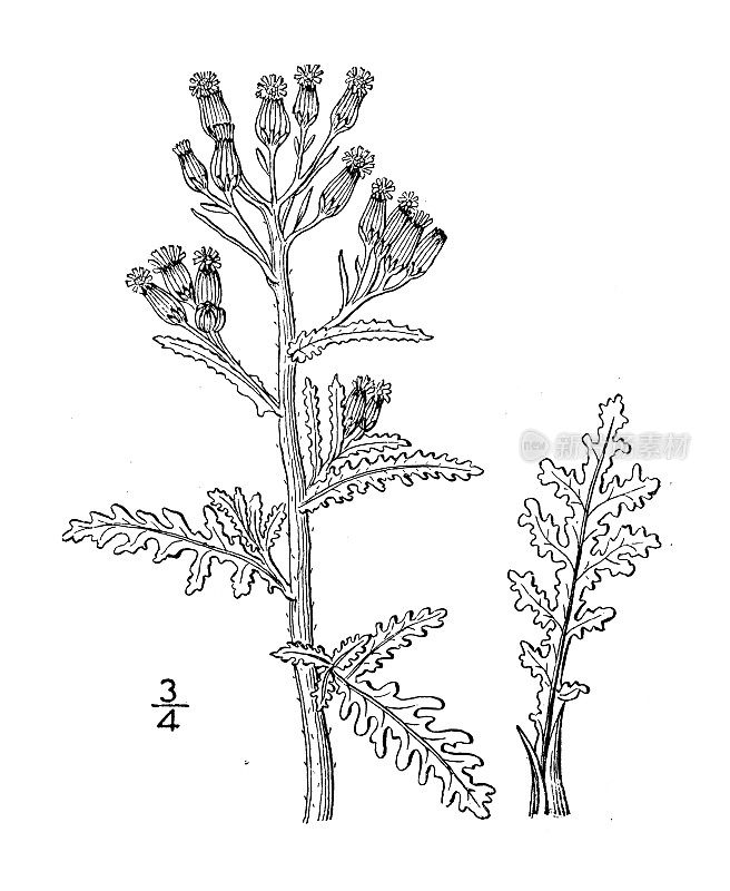 古植物学植物插图:树芹、木千里光
