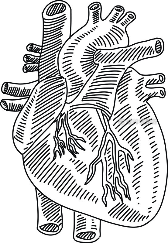 人类心脏画