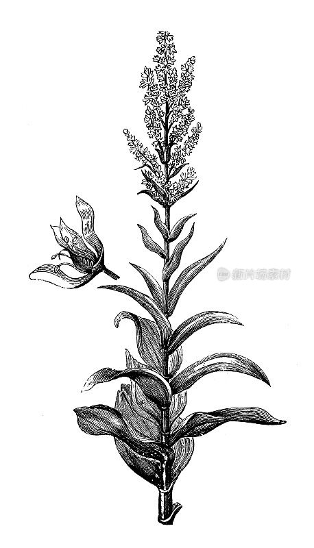植物学植物仿古雕刻插图:藜芦画册(假藜芦、白藜芦)