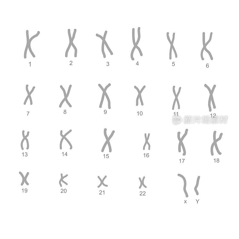 正常一个细胞的23对染色体结构，包括22对常染色体和1对性染色体