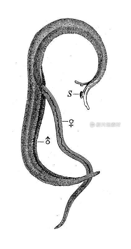 古代生物动物学图像:吸血女