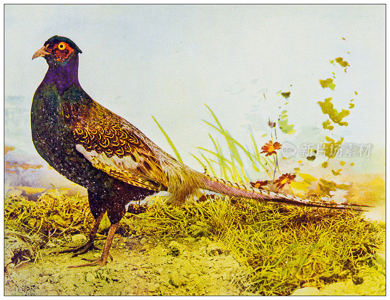 古董鸟类彩色图像:日本野鸡