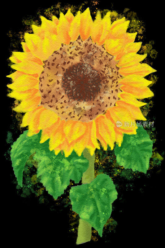 黑色背景上的向日葵水彩插图