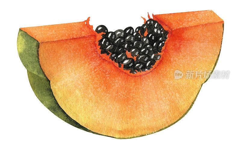 水彩橙木瓜水果孤立的背景。手工绘制的异国情调的热带食品的生产标签。切成薄片的多汁木瓜树。美味的甜点。丰富多彩的画