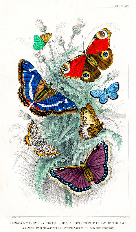 蝴蝶，坎伯韦尔美人，紫皇帝，贝母，格雷林――来自《自然动画史》的罕见原创