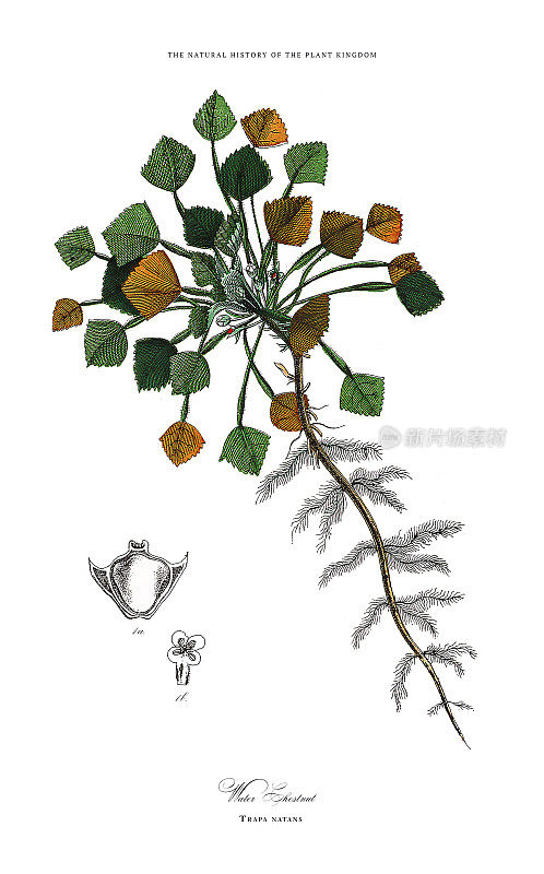 开花植物，植物王国，维多利亚植物插图，大约1853年