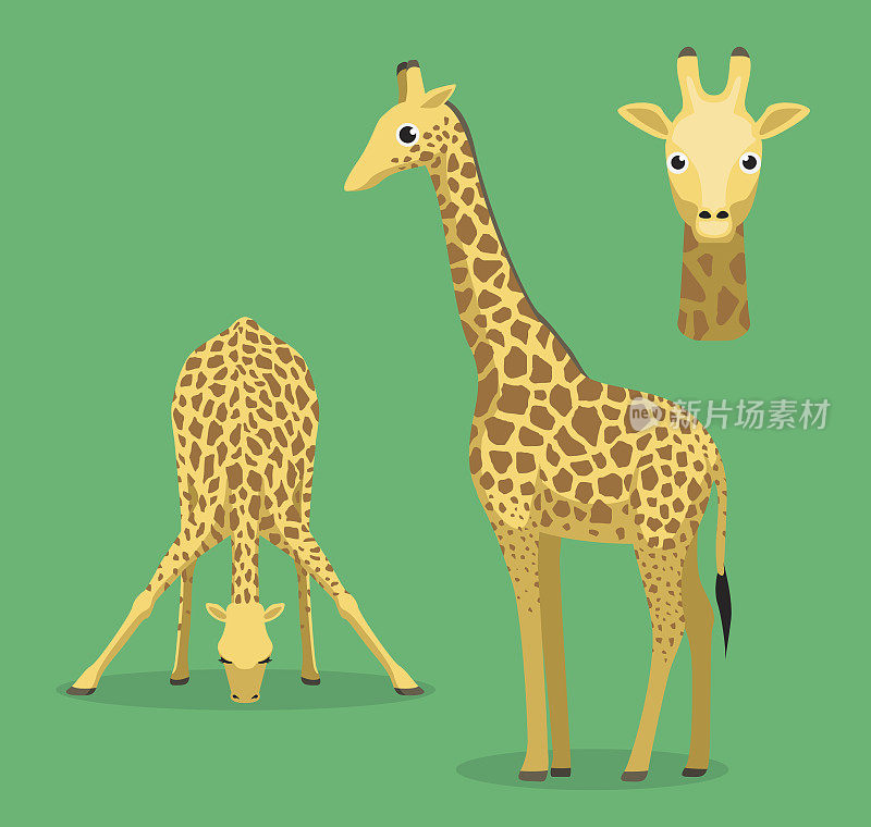 可爱的长颈鹿喝水卡通矢量插图