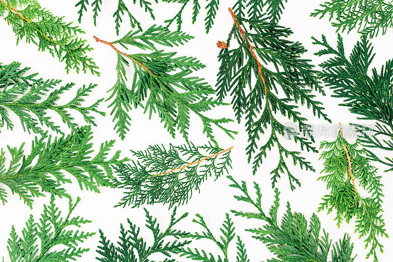 圣诞图案的冬天的树在白色的背景。圣诞节或新年的概念。平躺，俯视图