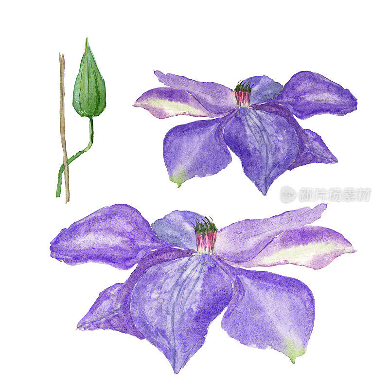 植物水彩插图素描的蓝色铁线莲花和一个芽在白色的背景