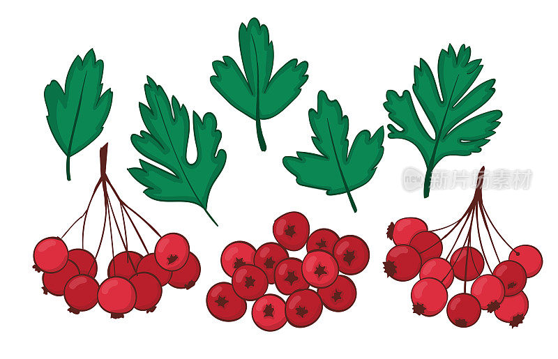设置分离的植物元素山楂。山楂或山楂的叶子和一串串成熟的浆果