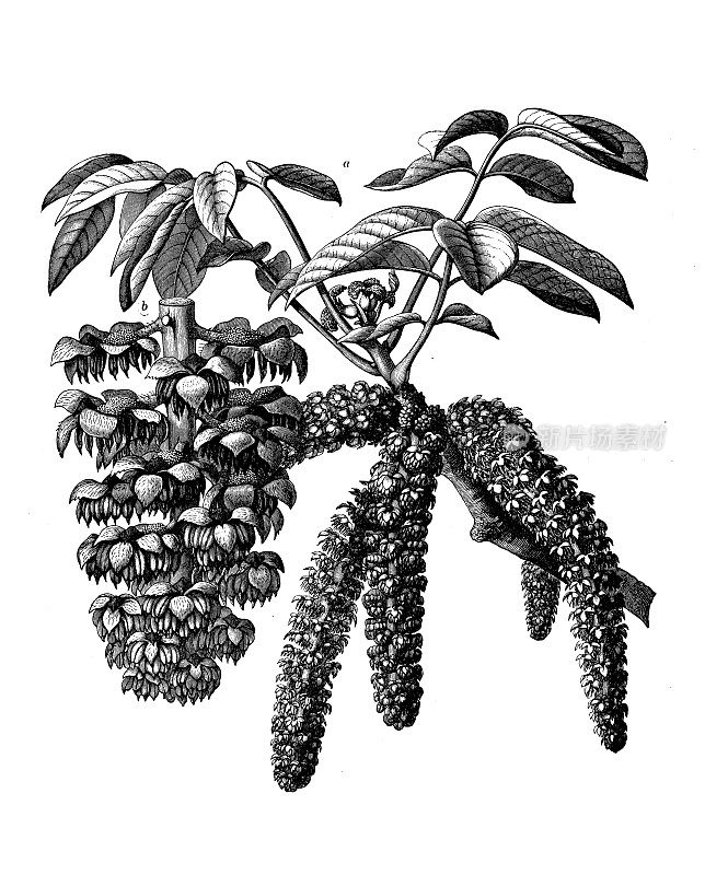 古植物学插图:胡桃、核桃树