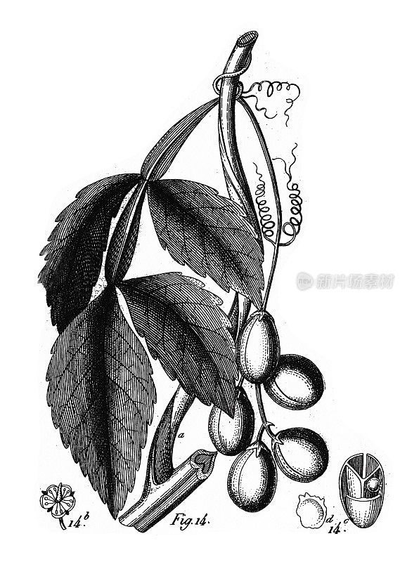 毛茛科及其他科栽培植物雕刻古董插图，1851年出版