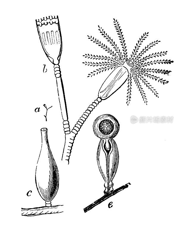 仿古海洋动物雕刻插图:毛菖蒲、舌菖蒲、丁香菖蒲