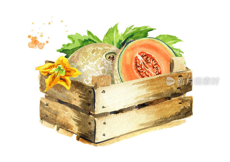 盒子里装着香瓜和香瓜的叶子。水彩手绘插图，孤立的白色背景