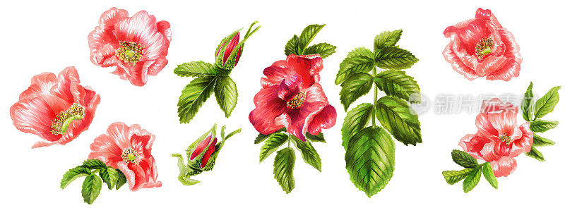 植物组花，花蕾和玫瑰花瓣。收集手绘的美丽玫瑰孤立在白色的背景。古董植物手绘插图。婚礼设计。