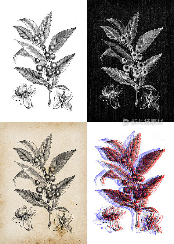 古董植物学插图:月桂、月桂