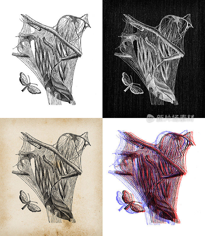 古董动物插图:银貂、纺锤貂