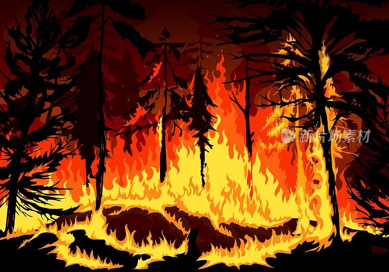 森林大火，森林大火的灾难与燃烧的树木