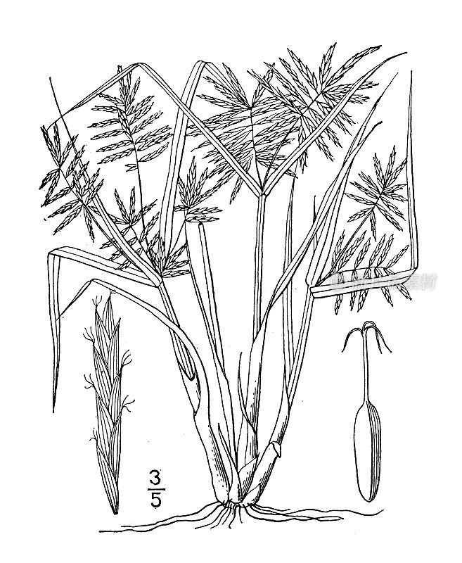 古植物学植物插图:糙皮莎草、草色莎草