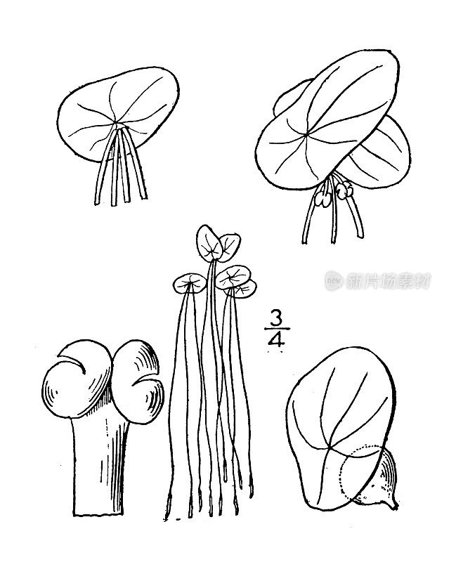 古植物学植物插图:多根旋螺，大浮萍