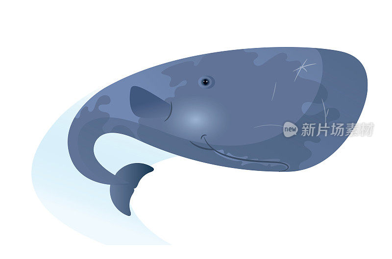 抹香鲸(大头鲸)