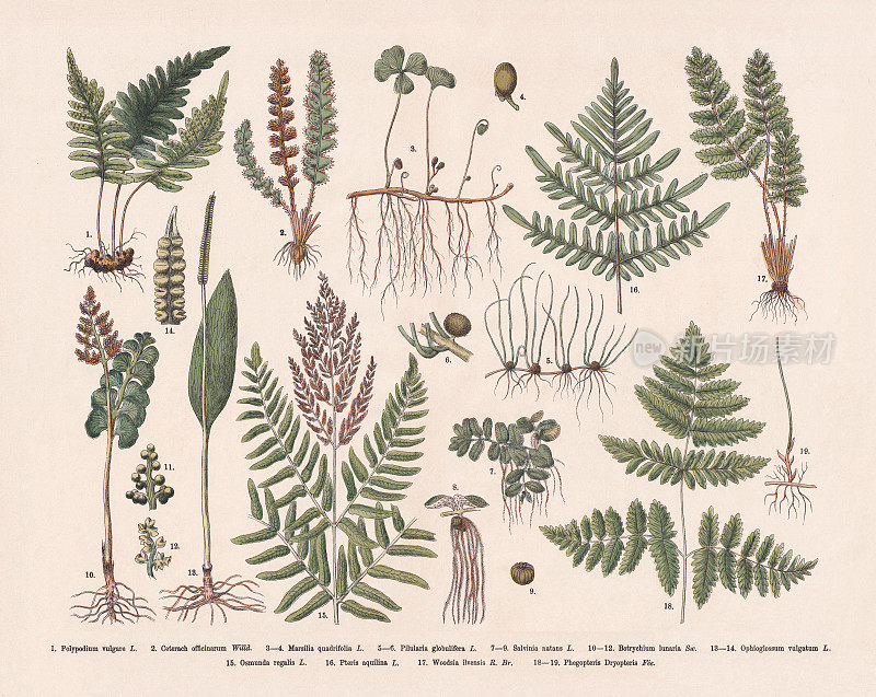 草本和蕨类，手工彩色木版画，出版于1887年