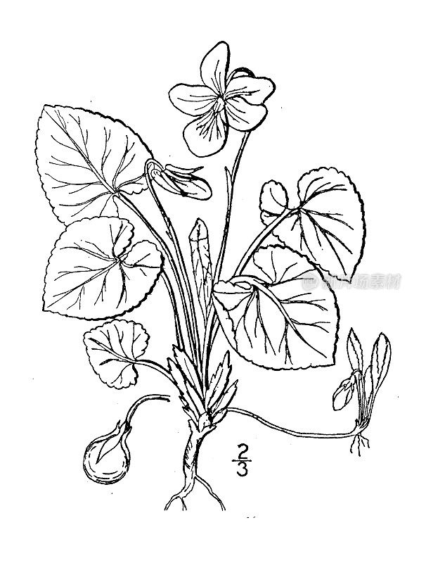 古植物学植物插图:堇菜、香堇菜