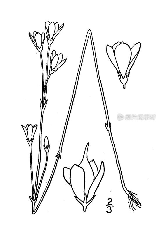 古植物学植物插图:巴顿尼亚verna，白巴顿尼亚