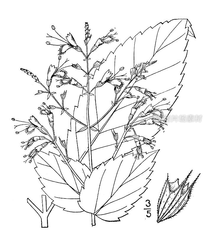 古植物学植物插图:加丹参、马香脂、香茅