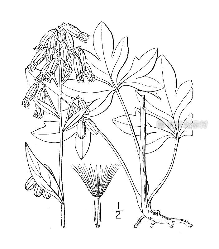 古植物学植物插图:纳巴卢斯，低响尾蛇根