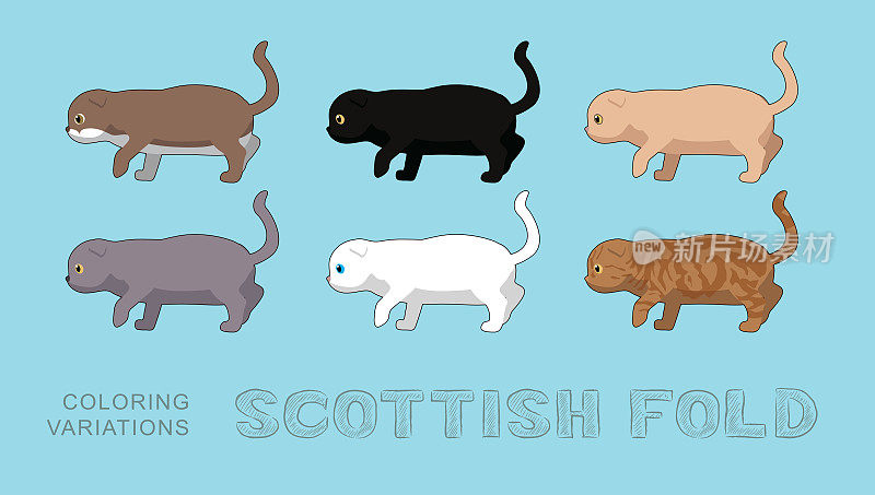 猫苏格兰折叠着色变化矢量插图