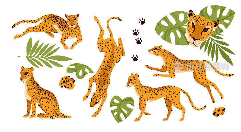 一组不同姿势的野豹