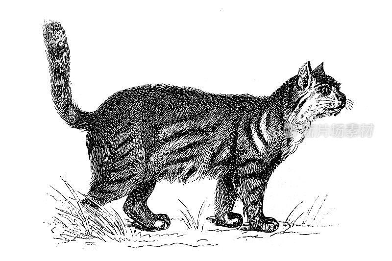 潘帕斯猫是一种小型猫科动物，来自阿根廷、智利、玻利维亚、秘鲁、厄瓜多尔，可能还有遥远的哥伦比亚西南部