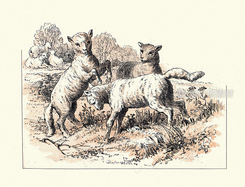 羊羔在田野里嬉戏，维多利亚农作，19世纪艺术，1880年代