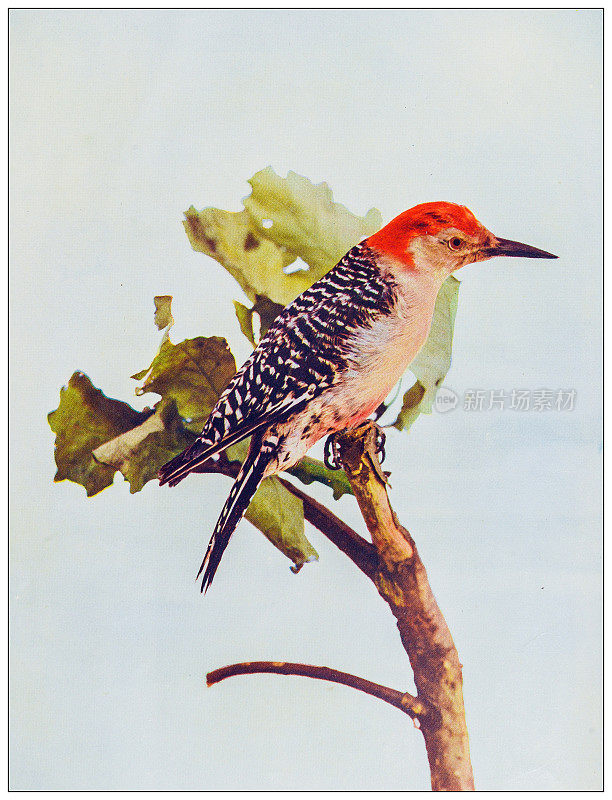 古董鸟类彩色图像:红腹啄木鸟