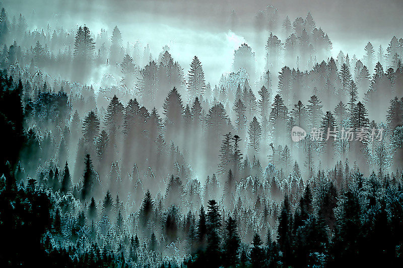 正宗的针叶林在晨雾中，黑白的山景。波兰喀尔巴阡山脉。
