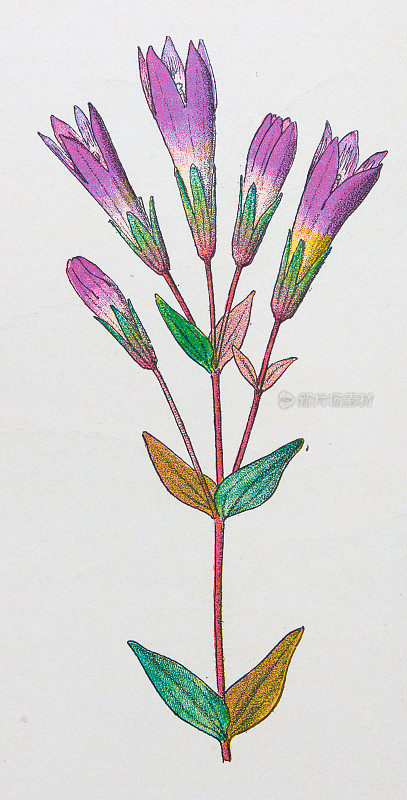 古董植物学插图:飞天草，德国龙胆