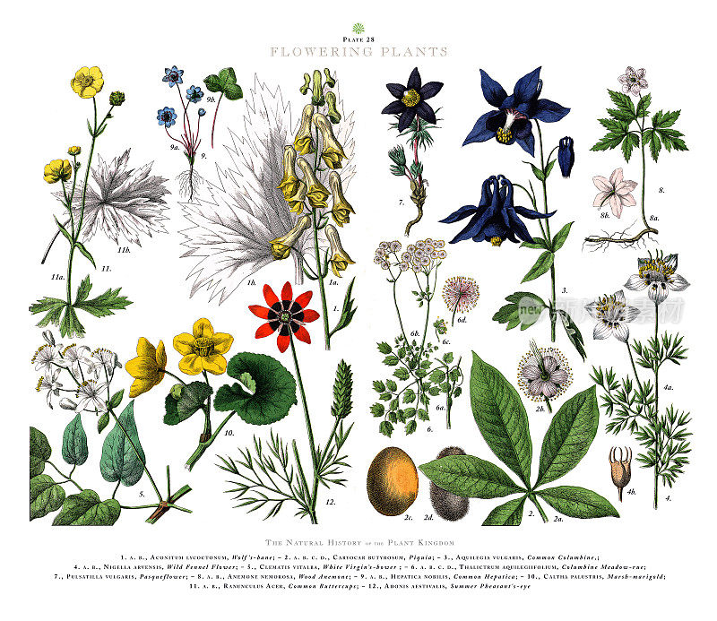古董雕刻，开花植物，植物王国，维多利亚植物插图，大约1853年