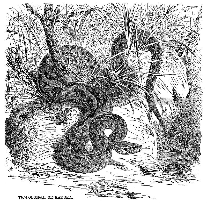 罗素的毒蛇雕刻插图1892年