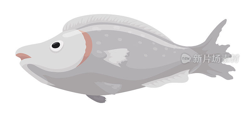新鲜鱼的灰色鳞片和侵蚀的鳍在卡通风格，矢量插图