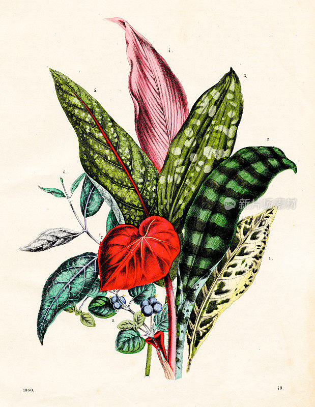 带有观赏叶的植物彩色写真1860