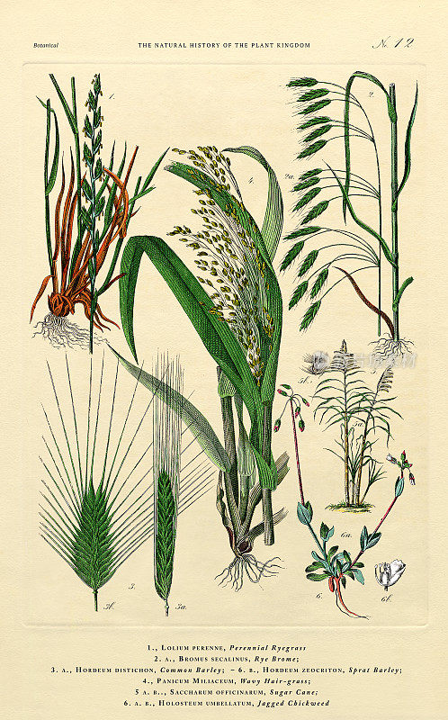 草，植物王国，维多利亚植物插图，大约1853年