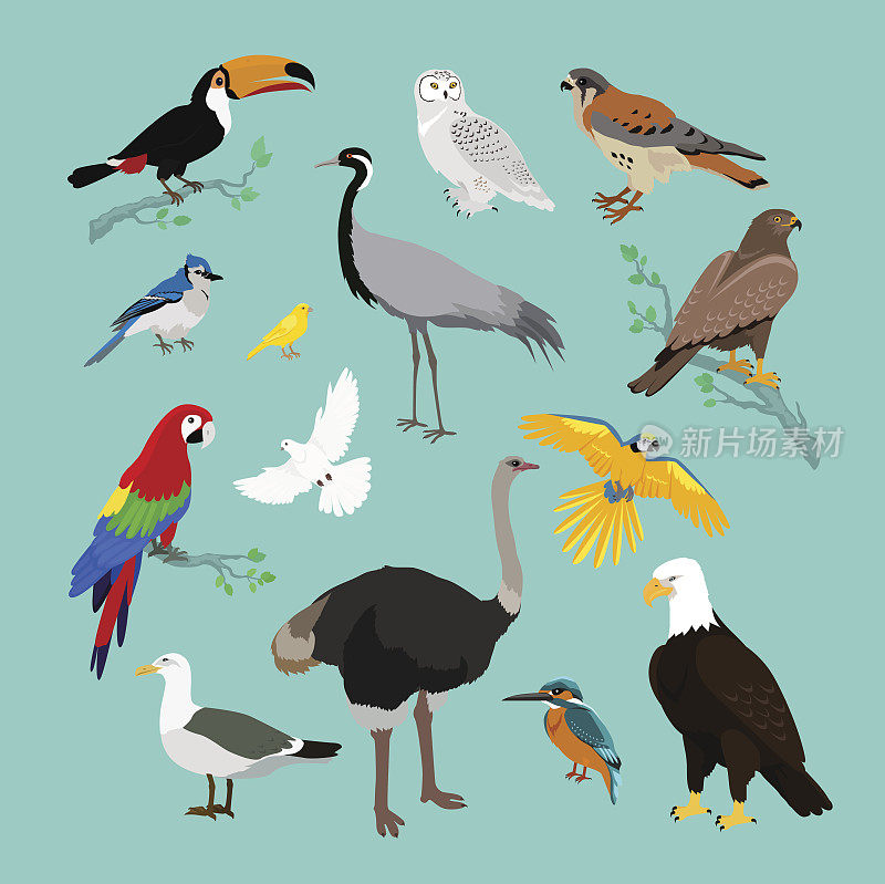 各种鸟类平面设计的集合