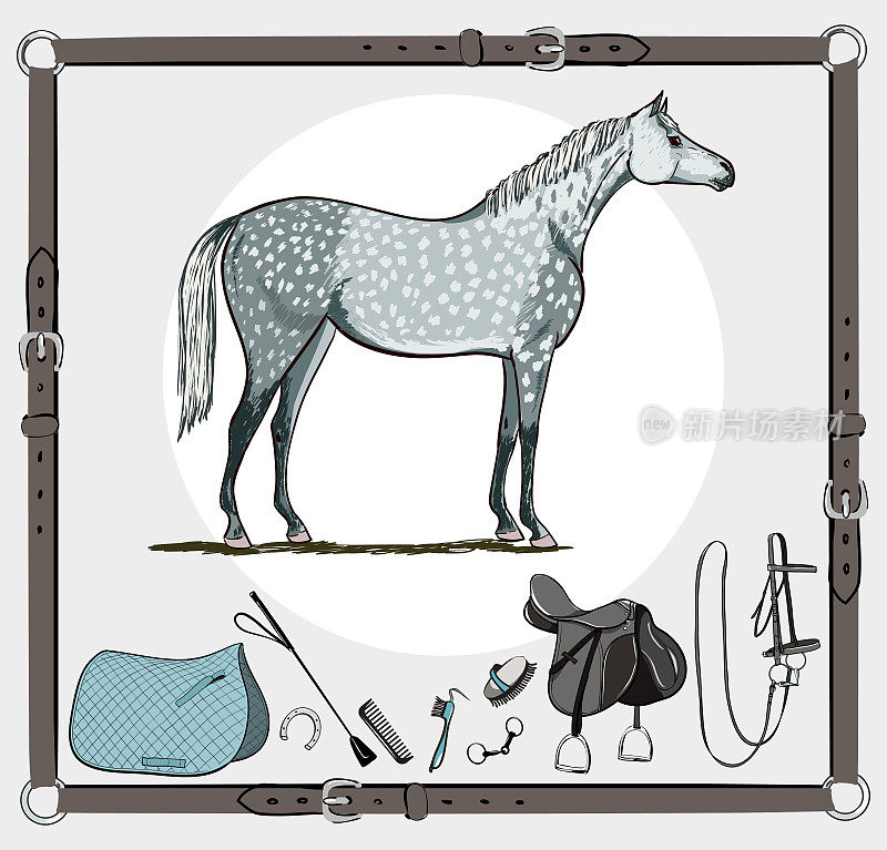 皮带框架中的马和马具。马笼头，马鞍，马镫，马刷，马嚼子，马具，马鞭。