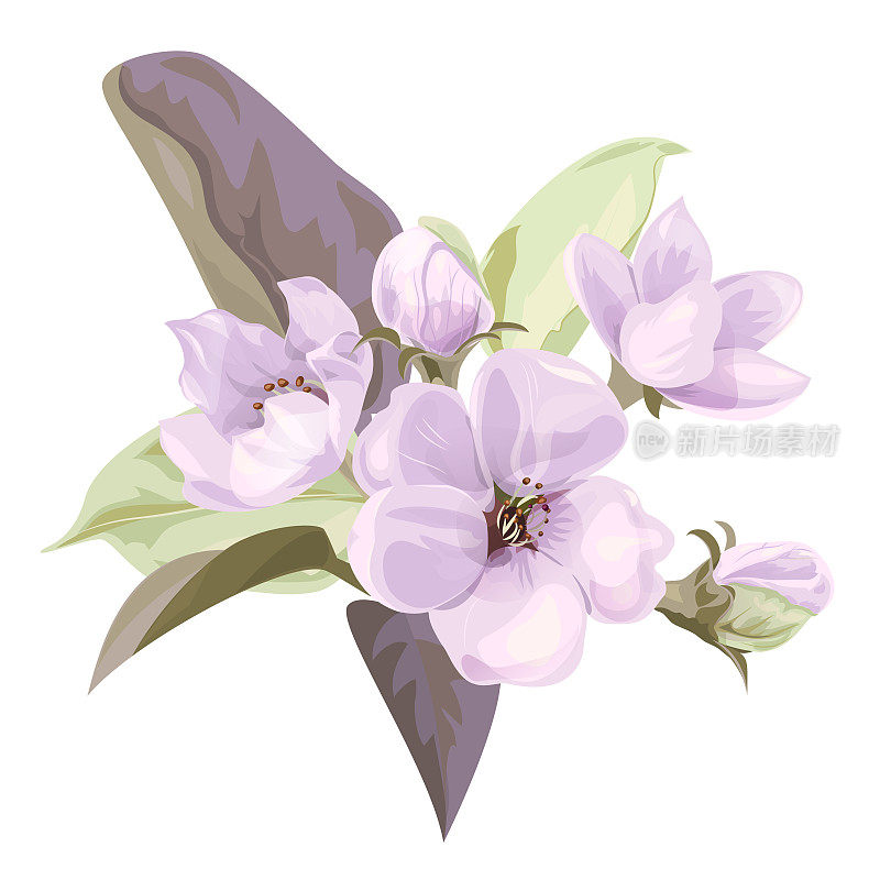 春天开花，树枝上开着淡紫色的苹果树花。花束浅花，花蕾，绿叶白底。数字绘制插图水彩风格，概念设计，矢量