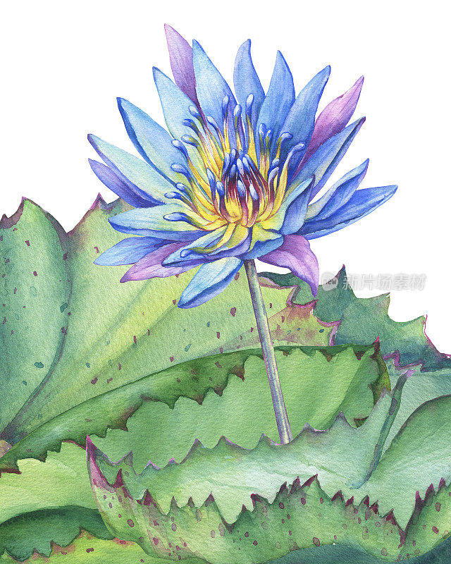 海报，组成蓝荷花与叶、籽头、花蕾(睡莲、印度莲、圣莲、埃及莲)。水彩手绘插图孤立的白色背景。