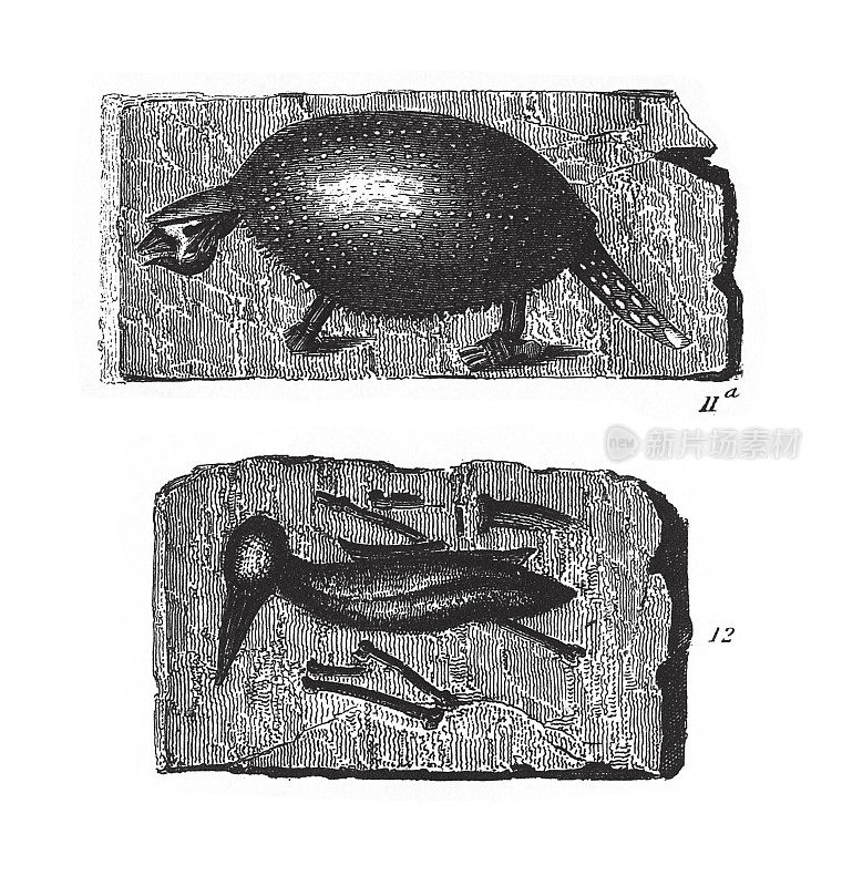 《第三纪化石》，化石和骨骼雕刻古董插图，1851年出版