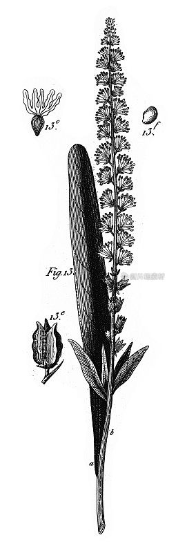 《毛茛科及其他科栽培植物》，版画，古董插图，1851年出版