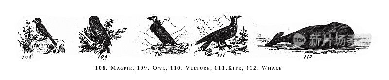 喜鹊，猫头鹰，秃鹫，风筝，鲸，动物种类分类雕刻古董插图，1851年出版