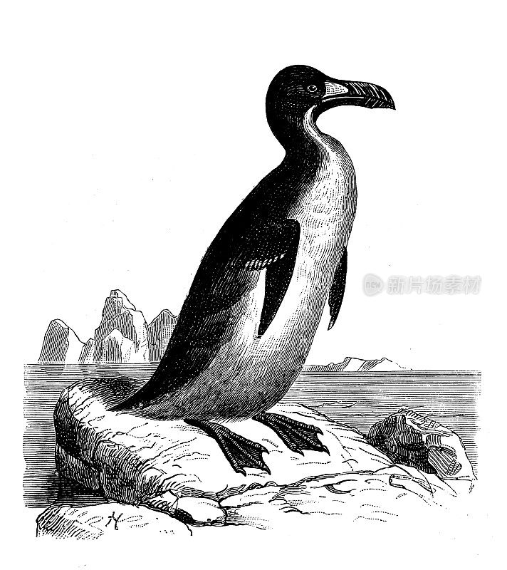 古董动物插图:刮胡鸟、小海雀、托尔达海雀